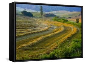 Trimmed Fields-Jim Craigmyle-Framed Stretched Canvas