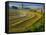 Trimmed Fields-Jim Craigmyle-Framed Stretched Canvas