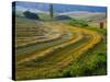 Trimmed Fields-Jim Craigmyle-Stretched Canvas