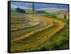 Trimmed Fields-Jim Craigmyle-Framed Stretched Canvas