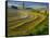 Trimmed Fields-Jim Craigmyle-Framed Stretched Canvas