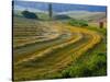 Trimmed Fields-Jim Craigmyle-Stretched Canvas