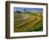 Trimmed Fields-Jim Craigmyle-Framed Photographic Print