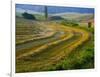 Trimmed Fields-Jim Craigmyle-Framed Photographic Print