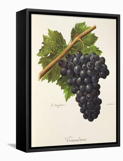 Trincadeira Grape-A. Kreyder-Framed Stretched Canvas