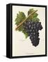 Trincadeira Grape-A. Kreyder-Framed Stretched Canvas