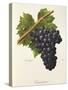 Trincadeira Grape-A. Kreyder-Stretched Canvas