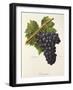 Trincadeira Grape-A. Kreyder-Framed Giclee Print