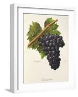 Trincadeira Grape-A. Kreyder-Framed Giclee Print