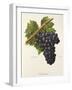 Trincadeira Grape-A. Kreyder-Framed Giclee Print