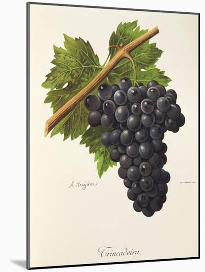 Trincadeira Grape-A. Kreyder-Mounted Giclee Print