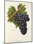 Trincadeira Grape-A. Kreyder-Mounted Giclee Print