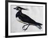 Tringa Vanellus (Lapwing)-Jacopo Ligozzi-Framed Giclee Print