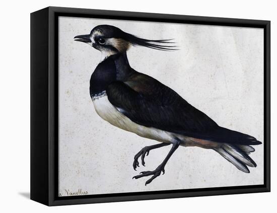 Tringa Vanellus (Lapwing)-Jacopo Ligozzi-Framed Stretched Canvas