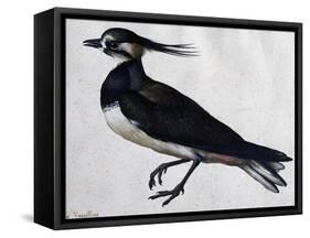 Tringa Vanellus (Lapwing)-Jacopo Ligozzi-Framed Stretched Canvas