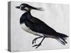 Tringa Vanellus (Lapwing)-Jacopo Ligozzi-Stretched Canvas