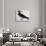 Tringa Vanellus (Lapwing)-Jacopo Ligozzi-Giclee Print displayed on a wall