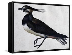 Tringa Vanellus (Lapwing)-Jacopo Ligozzi-Framed Stretched Canvas