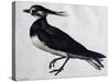 Tringa Vanellus (Lapwing)-Jacopo Ligozzi-Stretched Canvas