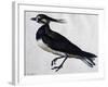 Tringa Vanellus (Lapwing)-Jacopo Ligozzi-Framed Giclee Print