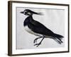 Tringa Vanellus (Lapwing)-Jacopo Ligozzi-Framed Giclee Print