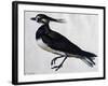 Tringa Vanellus (Lapwing)-Jacopo Ligozzi-Framed Giclee Print