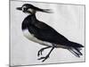 Tringa Vanellus (Lapwing)-Jacopo Ligozzi-Mounted Giclee Print