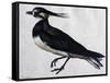 Tringa Vanellus (Lapwing)-Jacopo Ligozzi-Framed Stretched Canvas