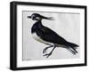 Tringa Vanellus (Lapwing)-Jacopo Ligozzi-Framed Giclee Print