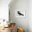 Tringa Vanellus (Lapwing)-Jacopo Ligozzi-Framed Giclee Print displayed on a wall