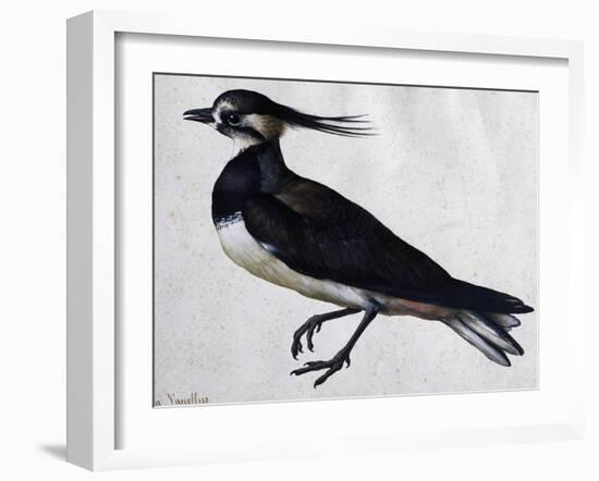 Tringa Vanellus (Lapwing)-Jacopo Ligozzi-Framed Giclee Print