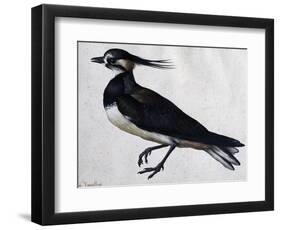 Tringa Vanellus (Lapwing)-Jacopo Ligozzi-Framed Giclee Print