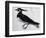 Tringa Vanellus (Lapwing)-Jacopo Ligozzi-Framed Giclee Print