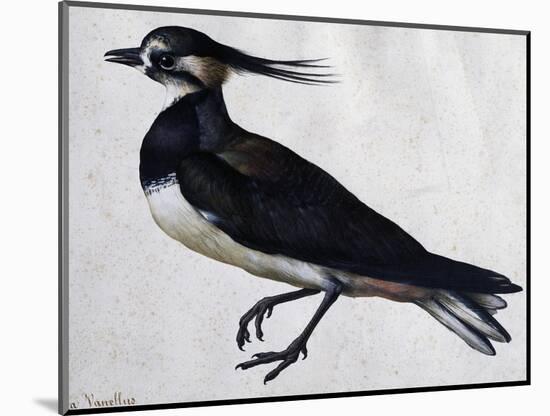 Tringa Vanellus (Lapwing)-Jacopo Ligozzi-Mounted Giclee Print