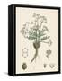 Trinia Vulgaris Glabrous Stonewort-null-Framed Stretched Canvas