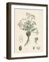 Trinia Vulgaris Glabrous Stonewort-null-Framed Giclee Print