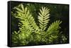 Trinidad, Arima Valley, Asa Wright Center. Foliage in Rainforest-Alida Latham-Framed Stretched Canvas