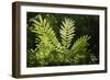 Trinidad, Arima Valley, Asa Wright Center. Foliage in Rainforest-Alida Latham-Framed Photographic Print