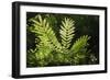 Trinidad, Arima Valley, Asa Wright Center. Foliage in Rainforest-Alida Latham-Framed Photographic Print