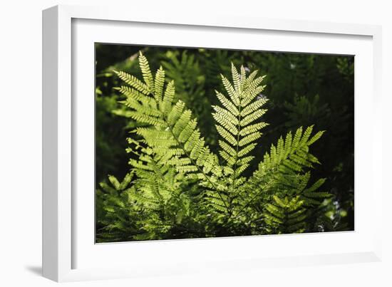 Trinidad, Arima Valley, Asa Wright Center. Foliage in Rainforest-Alida Latham-Framed Photographic Print