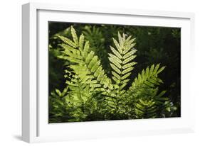 Trinidad, Arima Valley, Asa Wright Center. Foliage in Rainforest-Alida Latham-Framed Photographic Print