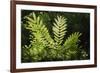 Trinidad, Arima Valley, Asa Wright Center. Foliage in Rainforest-Alida Latham-Framed Photographic Print