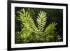 Trinidad, Arima Valley, Asa Wright Center. Foliage in Rainforest-Alida Latham-Framed Photographic Print