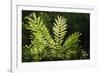 Trinidad, Arima Valley, Asa Wright Center. Foliage in Rainforest-Alida Latham-Framed Photographic Print