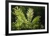 Trinidad, Arima Valley, Asa Wright Center. Foliage in Rainforest-Alida Latham-Framed Photographic Print