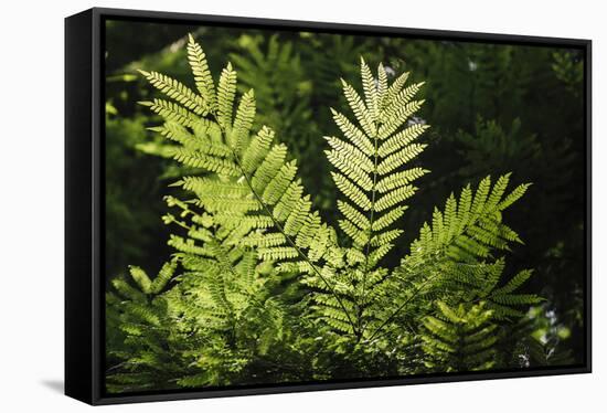 Trinidad, Arima Valley, Asa Wright Center. Foliage in Rainforest-Alida Latham-Framed Stretched Canvas