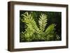 Trinidad, Arima Valley, Asa Wright Center. Foliage in Rainforest-Alida Latham-Framed Photographic Print