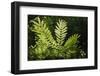 Trinidad, Arima Valley, Asa Wright Center. Foliage in Rainforest-Alida Latham-Framed Photographic Print