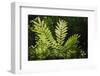 Trinidad, Arima Valley, Asa Wright Center. Foliage in Rainforest-Alida Latham-Framed Photographic Print