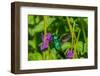 Trinidad. Blue-chinned sapphire hummingbird feeding on vervain flower.-Jaynes Gallery-Framed Photographic Print